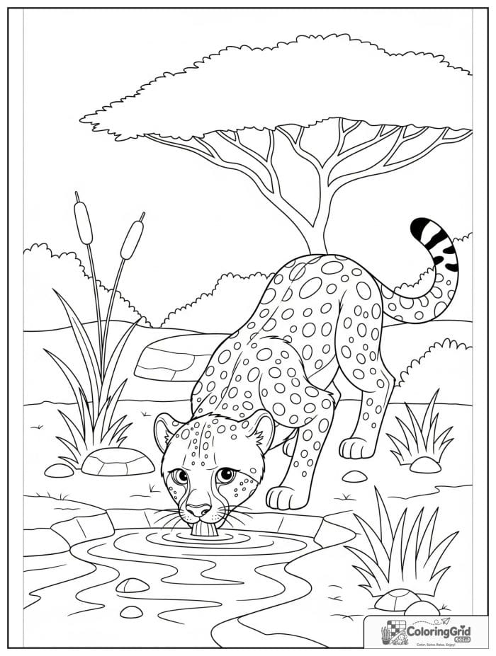 A gentle cheetah drinking from a small stream with reeds, stones, grass, and acacia branches.