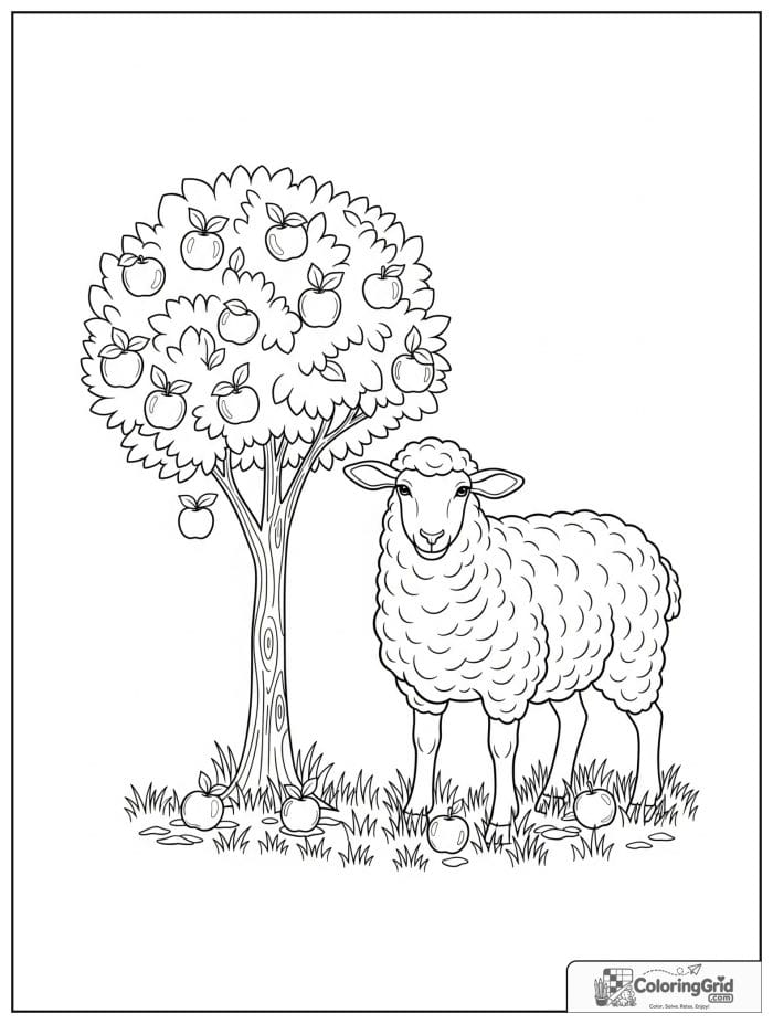 Sheep with apple tree black and white line drawing.