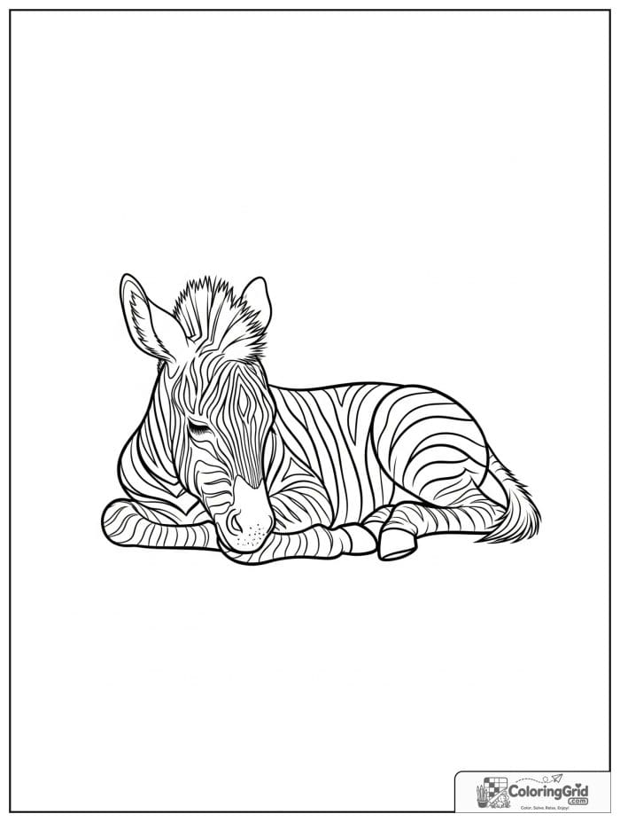 Sleepy zebra foal curled up peacefully.