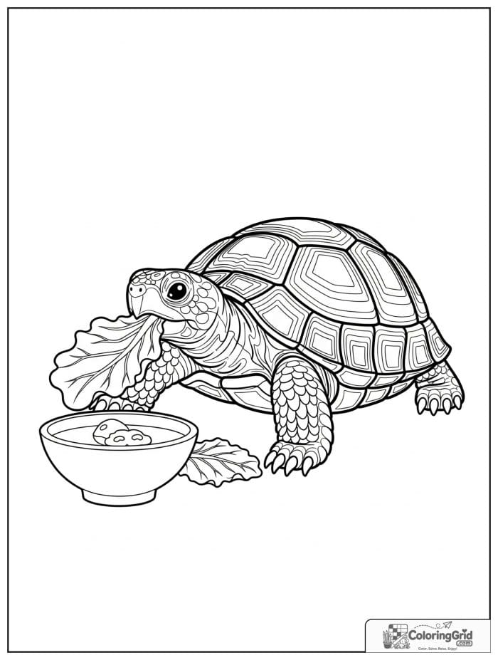 Turtle eating lettuce coloring sheet