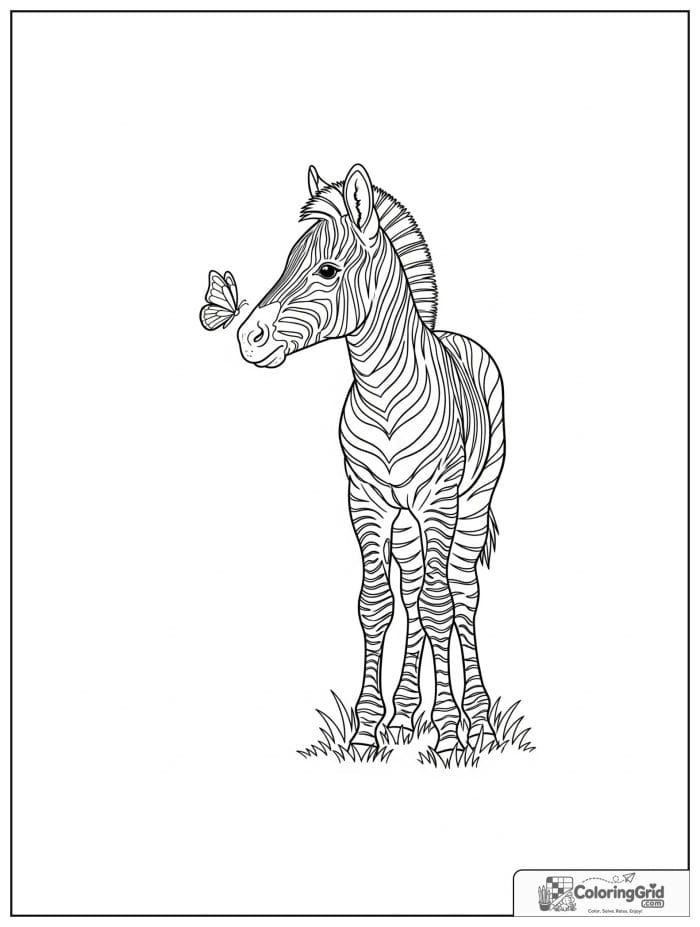 Zebra foal watching a butterfly.