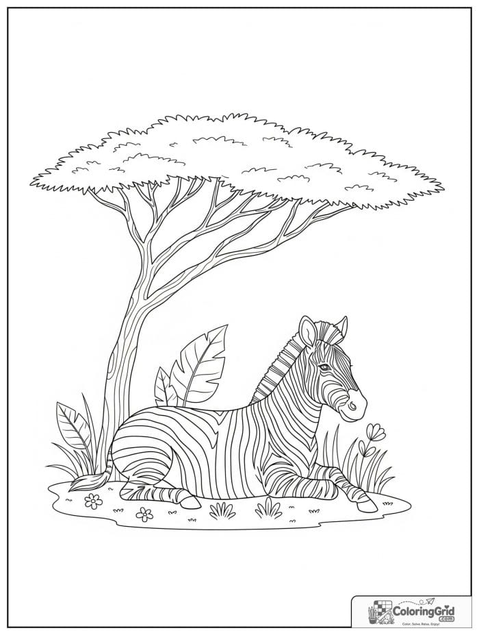 Relaxed zebra under an acacia tree.