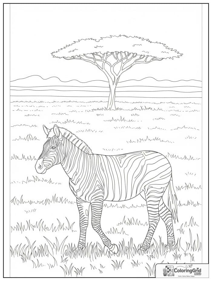 Zebra walking across the savanna.