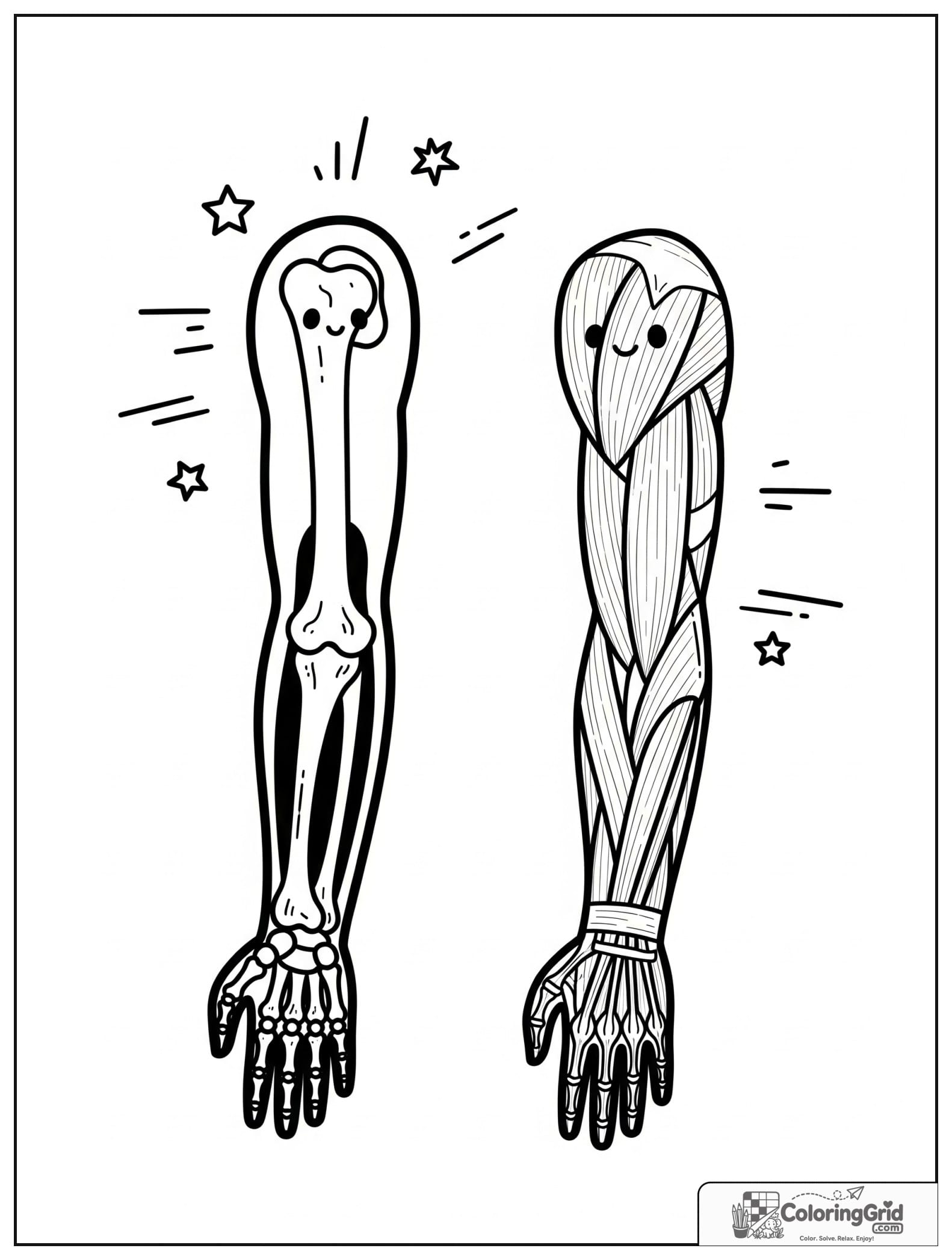 Cute arm bones and muscles diagram with small motion line details.