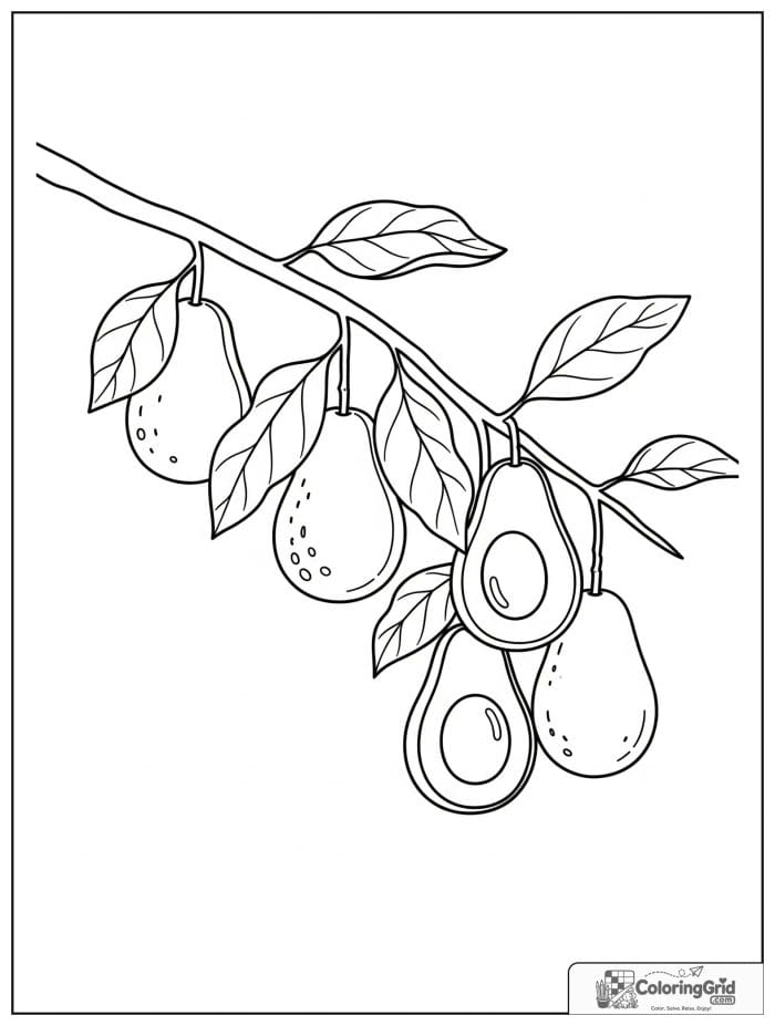 Avocados hanging on a branch for avocado coloring pages
