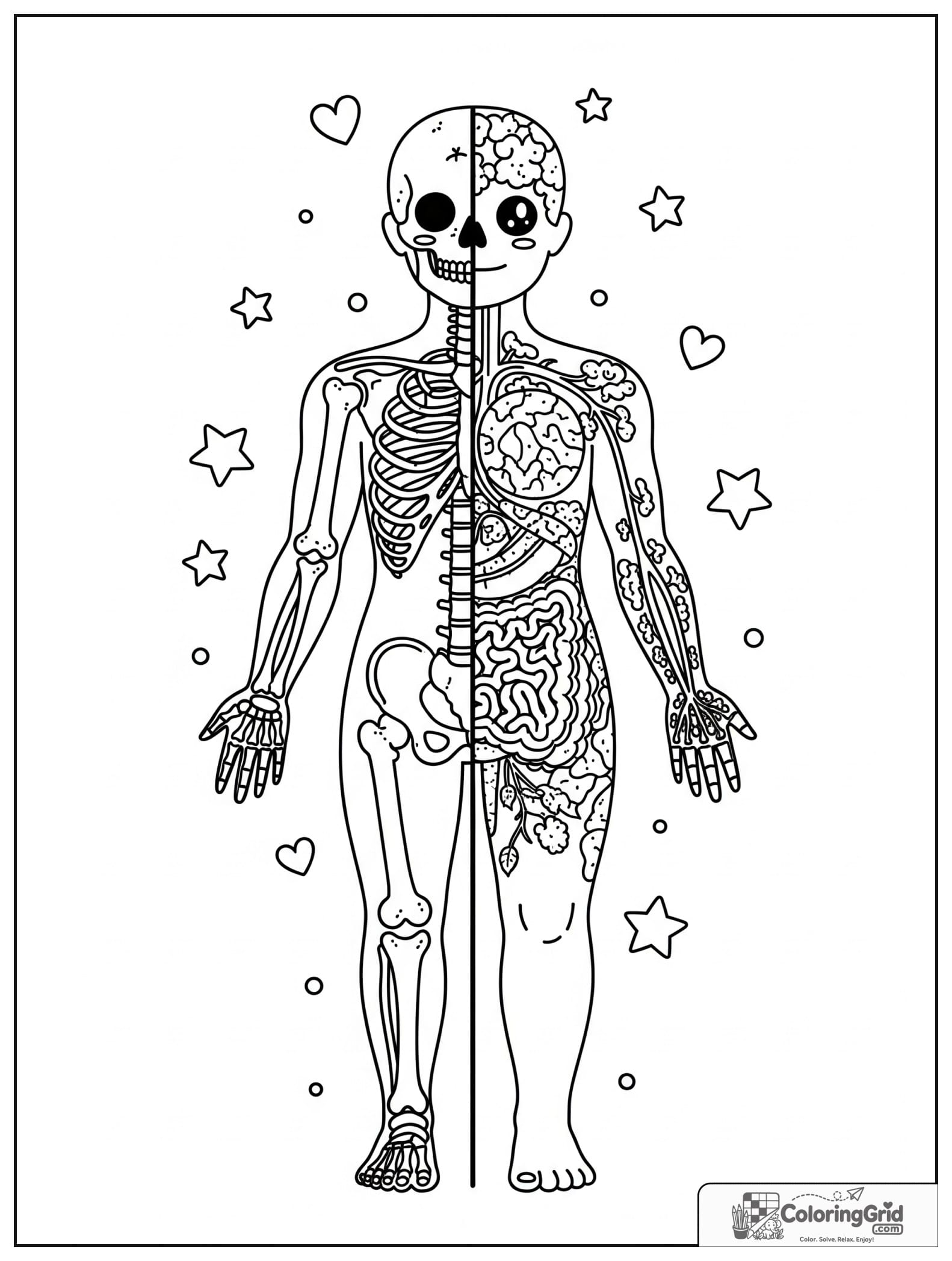Cute split view body with skeleton on one side and organs on the other.