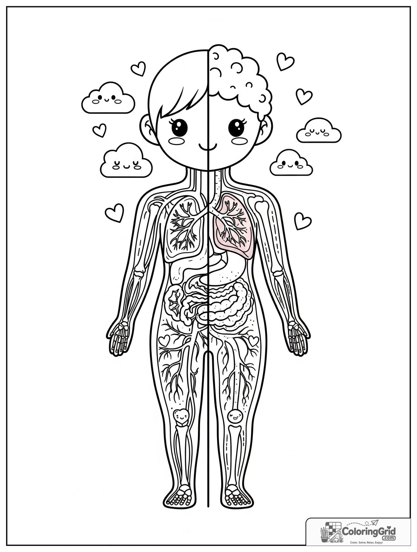 Cute split view body with circulatory and respiratory systems.