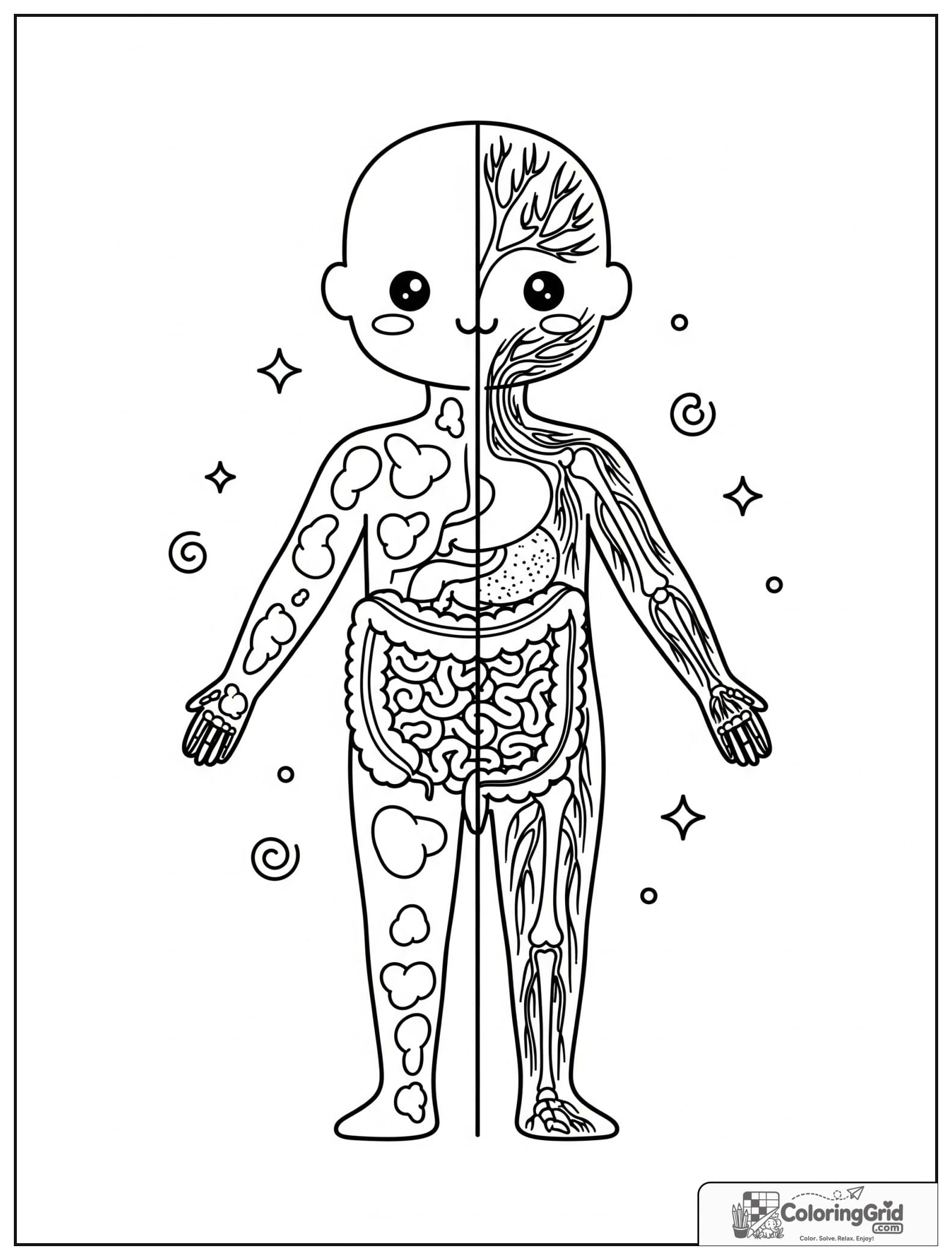 Cute split view body with digestive and nervous systems.