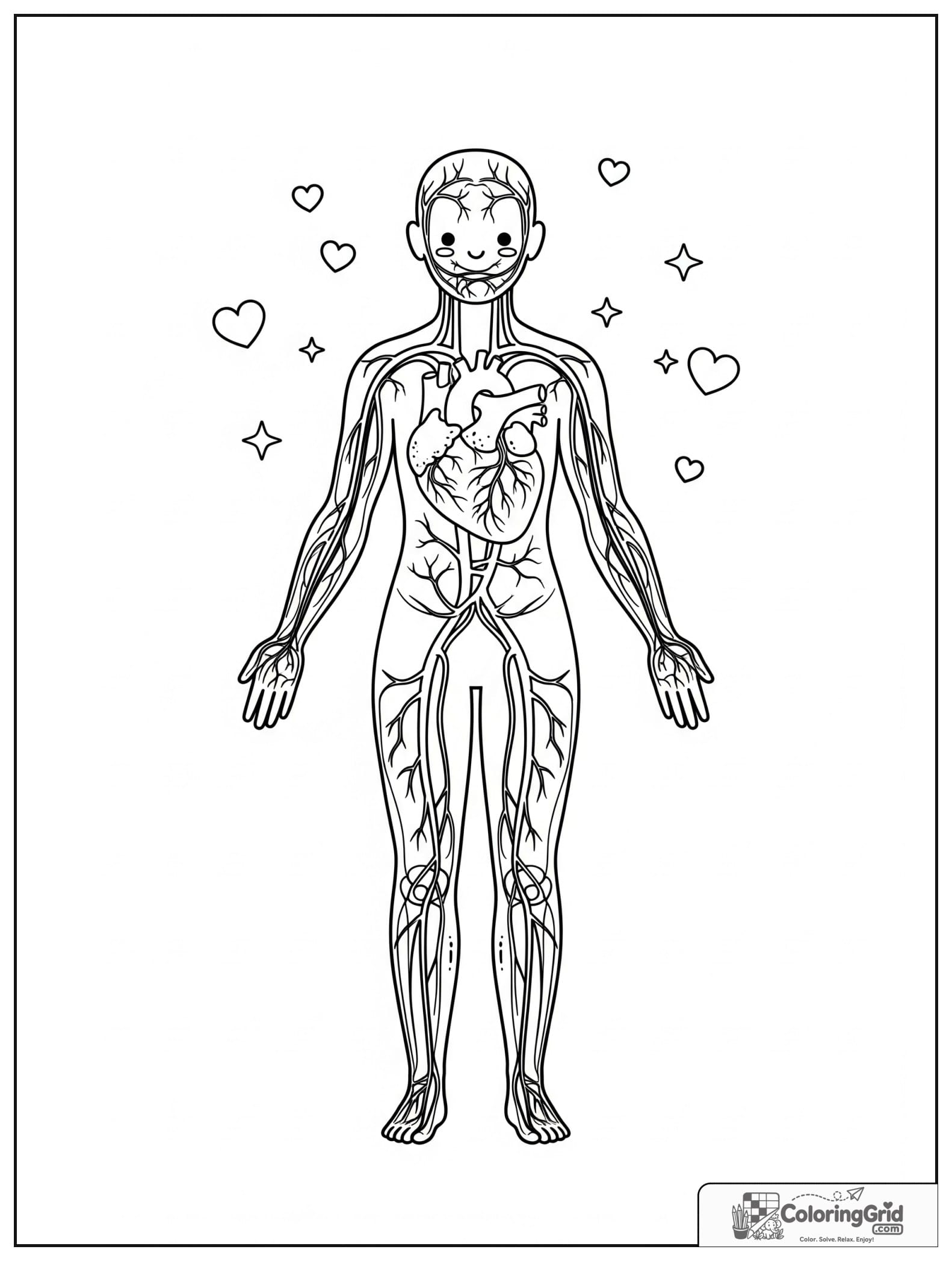 Cute full body circulatory system diagram with small heart details.