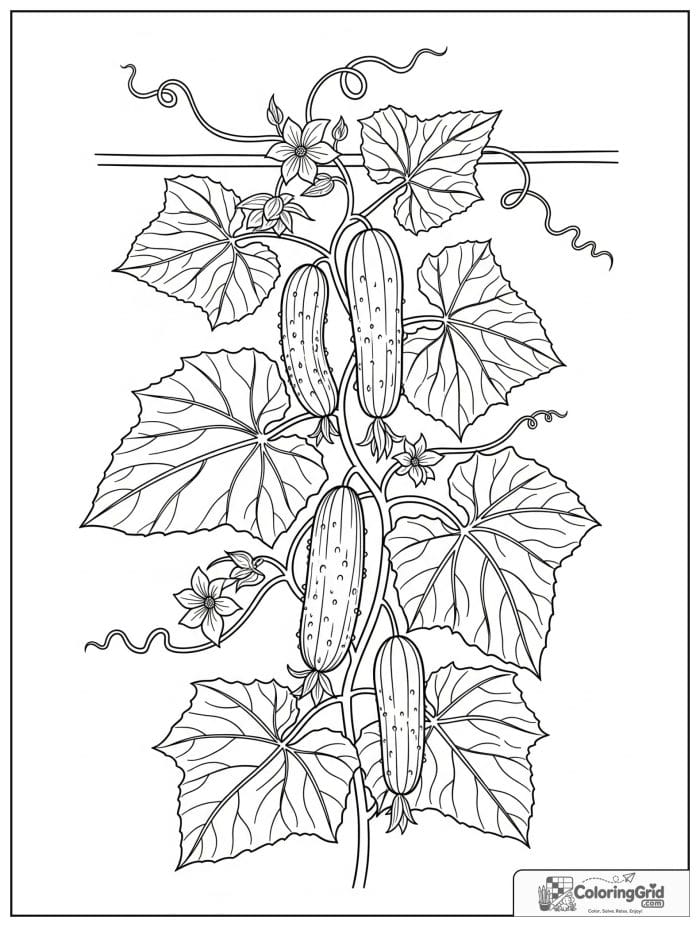 Vegetable coloring page featuring cucumbers growing on a trellis.