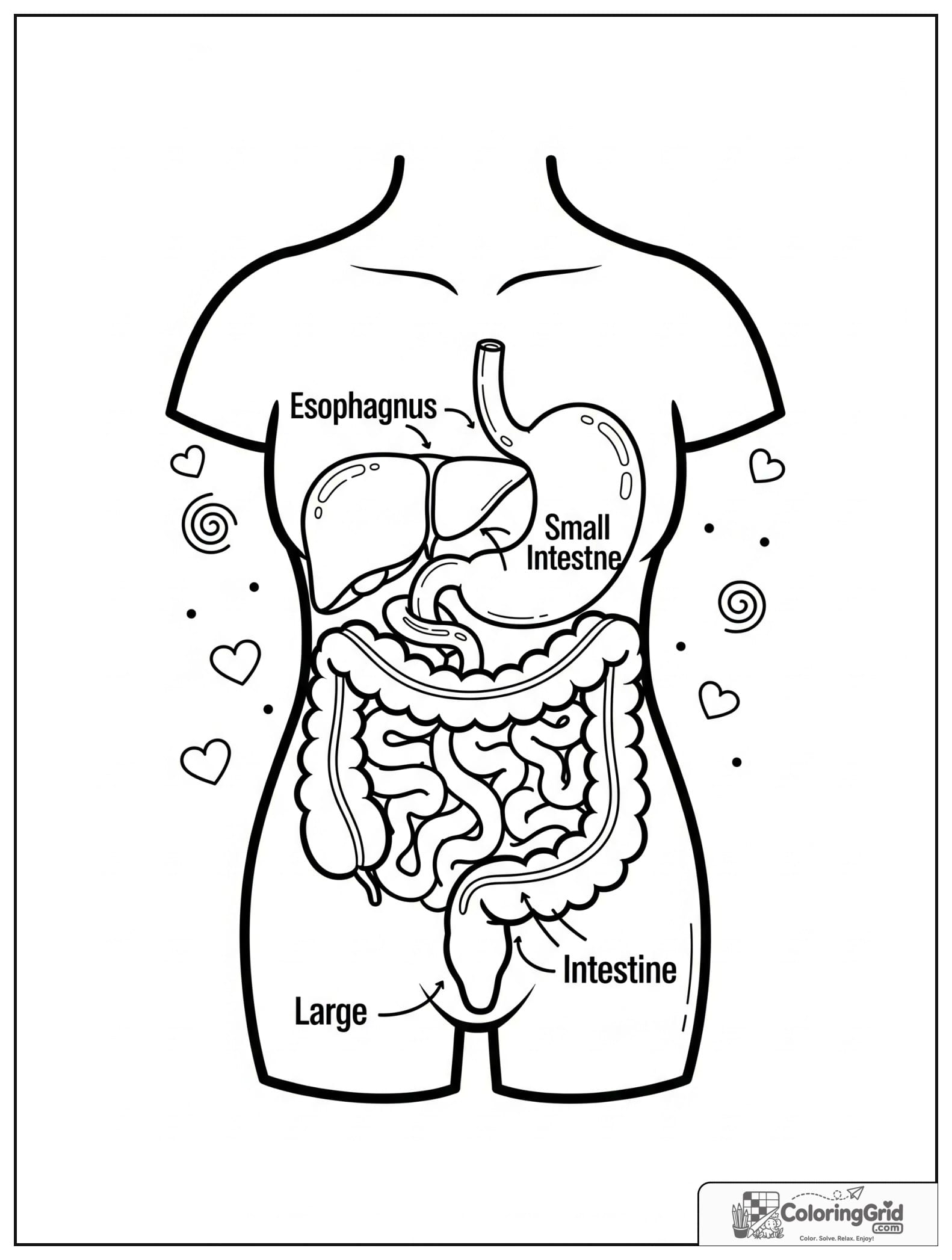 Cute digestive system torso diagram with small swirl details.