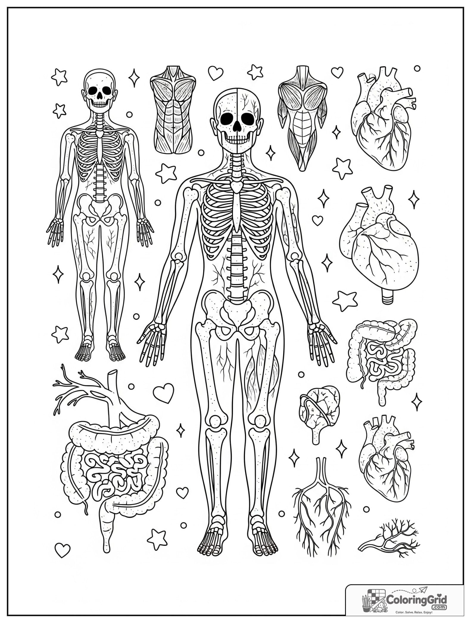 Cute human body systems collage with small star and heart details.