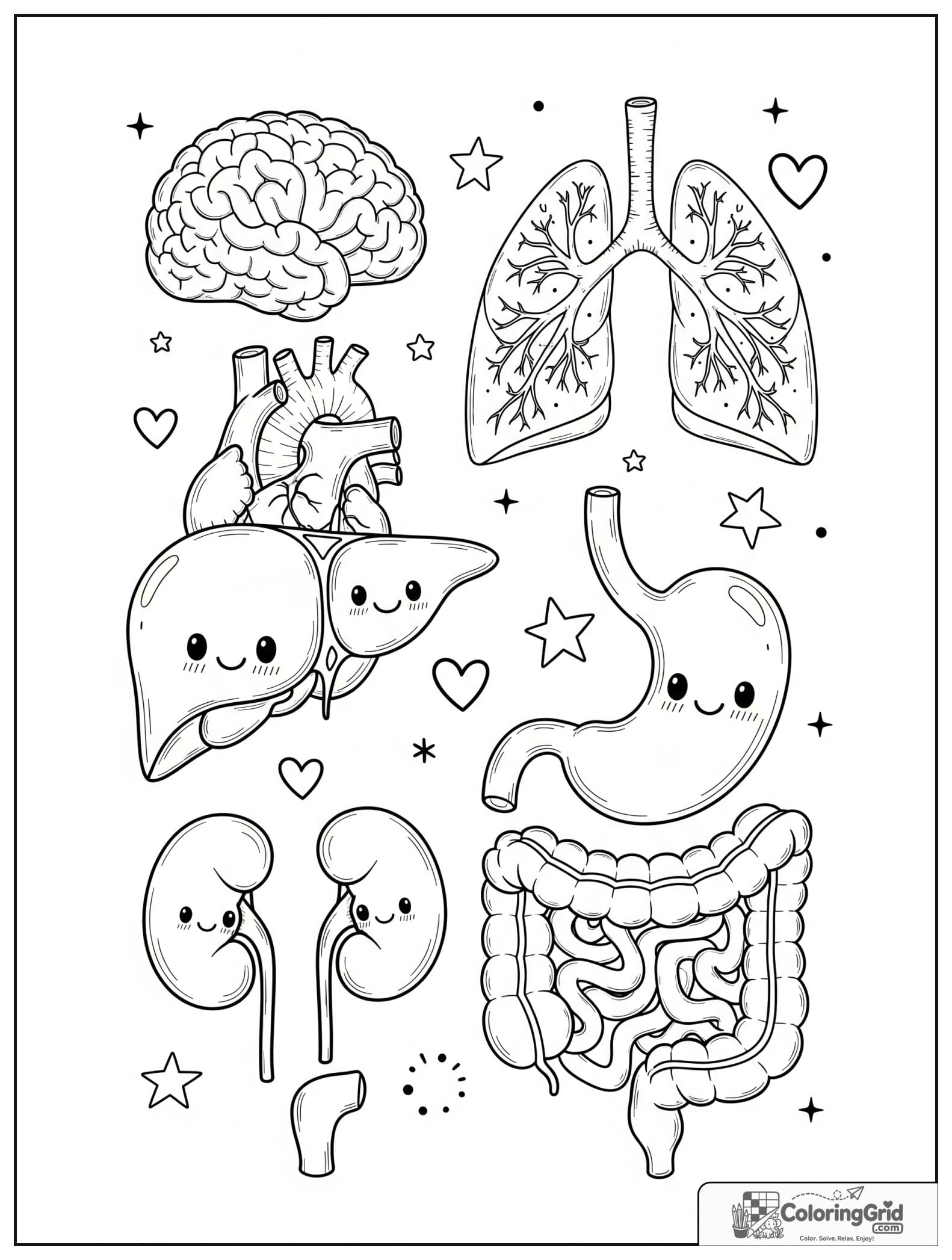 Cute human organs collection chart with small star and heart details.