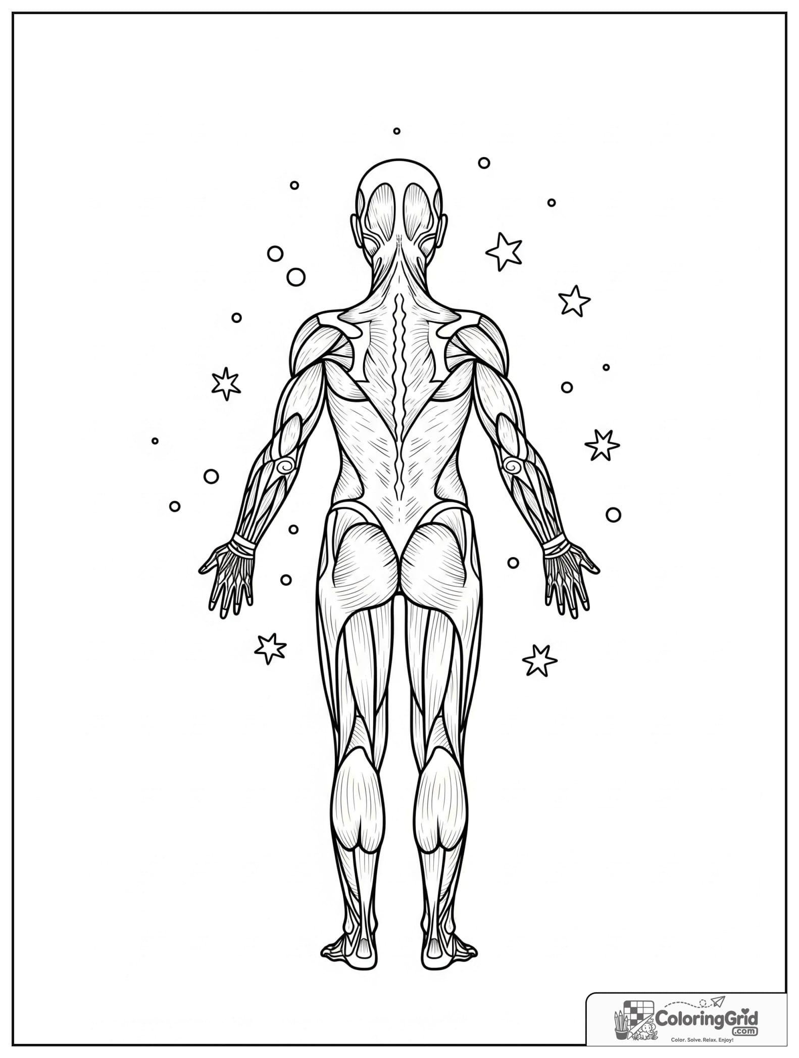 Cute muscular system back view with small dot details.
