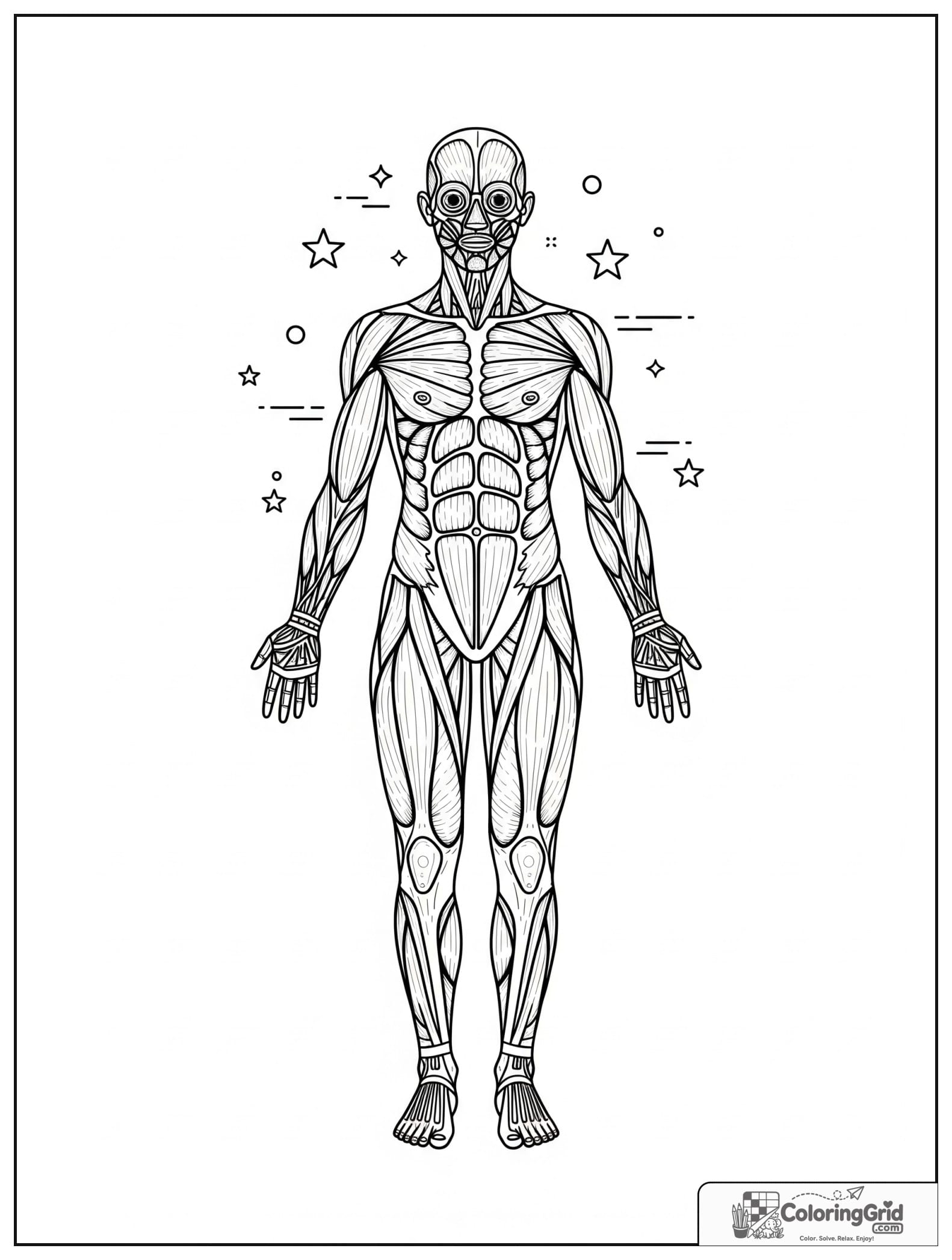 Cute muscular system front view with small star decorations.