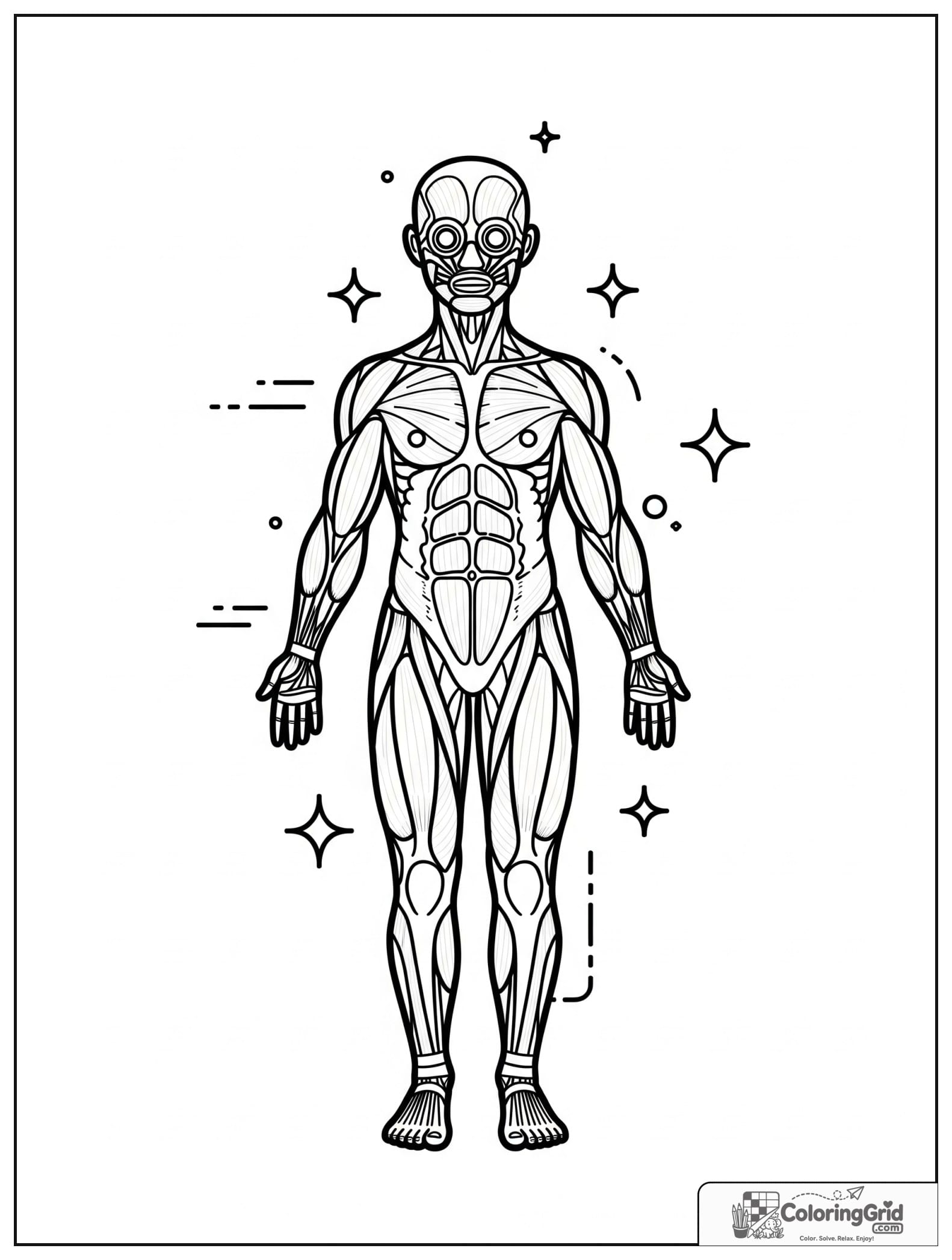 Cute muscular system full body diagram with small sparkle details.