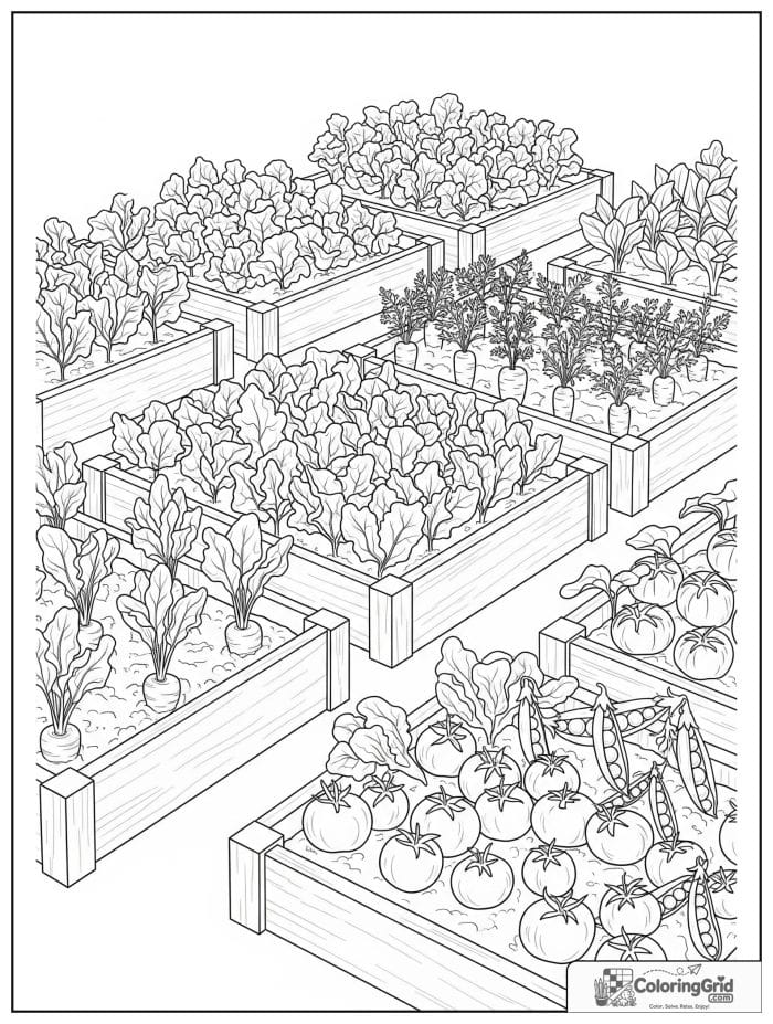 Vegetable coloring page featuring a raised-bed vegetable garden.