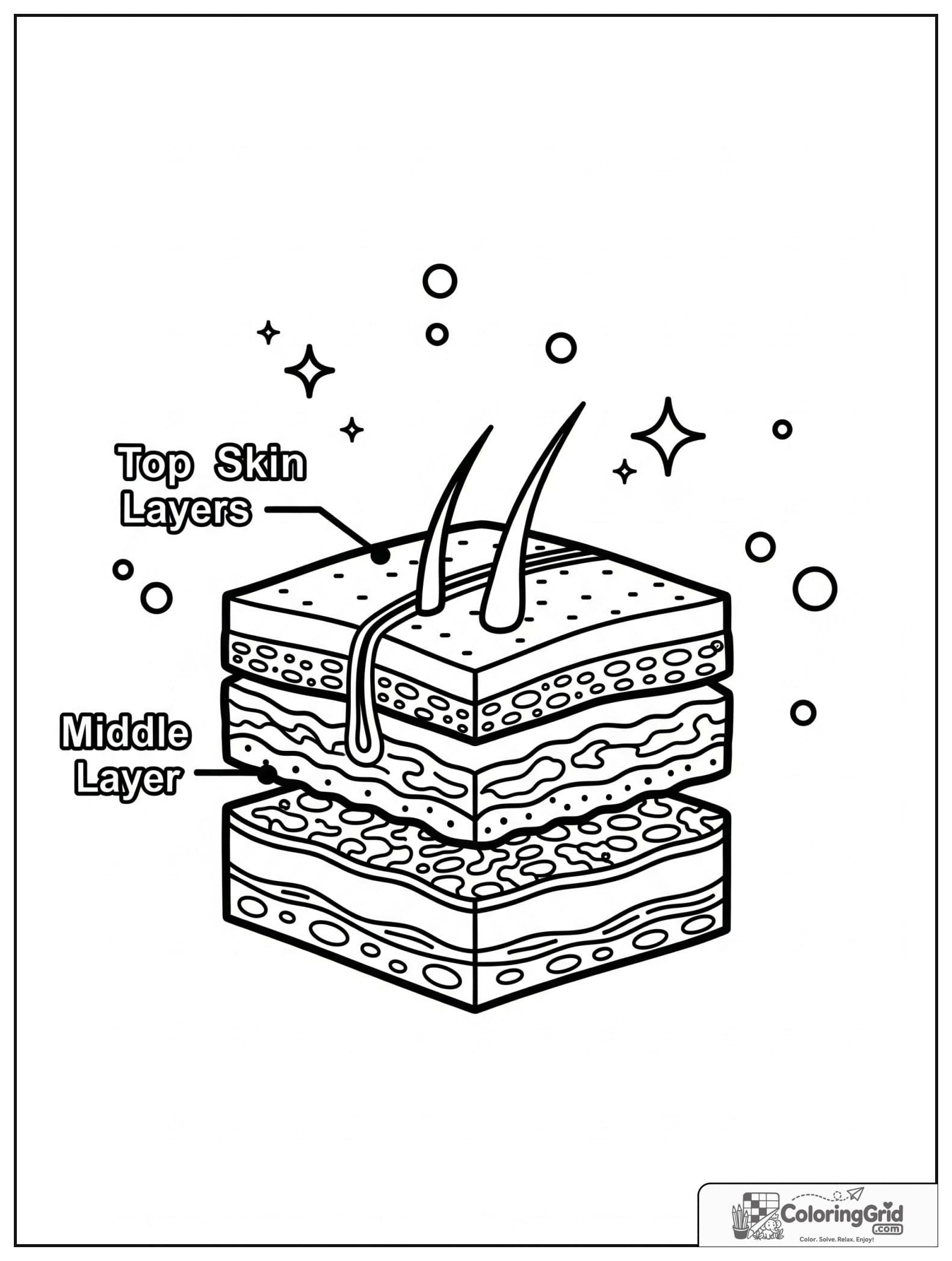 Cute skin layers cutaway diagram with small dot decorations.