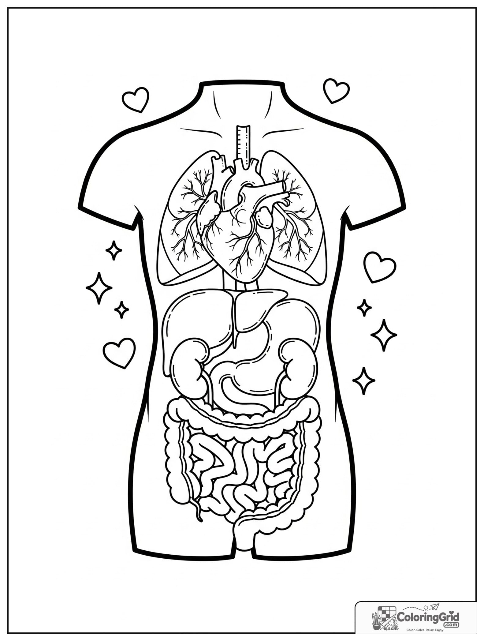 Cute torso organs close up with small sparkle details.