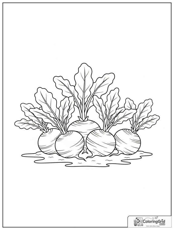 Vegetable coloring page featuring turnips with leafy tops.